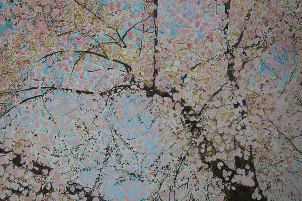 sakura_cherry_blossom_1920px
